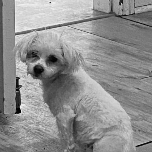 Simba. Special needs. Three legs *