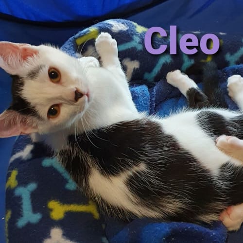 Cleo