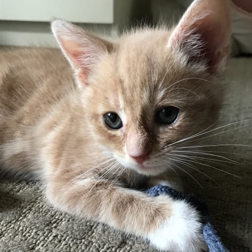 Archie - Located in Greensborough