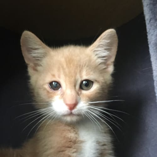 Fergus - Located in Greensborough