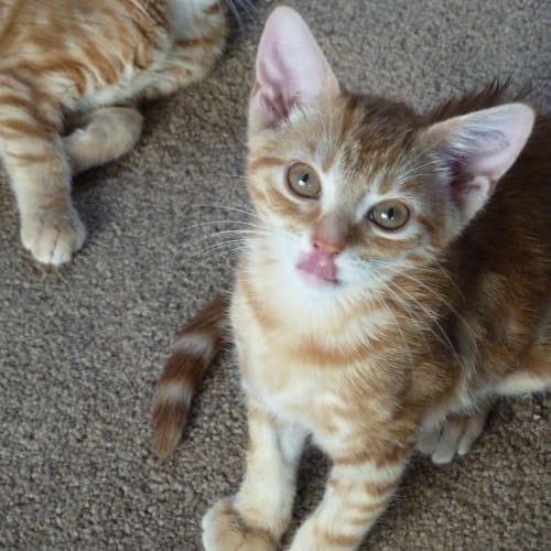 Joan - Located in Preston