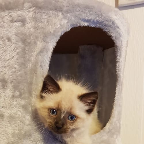Cosmo 