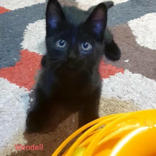 Wendell