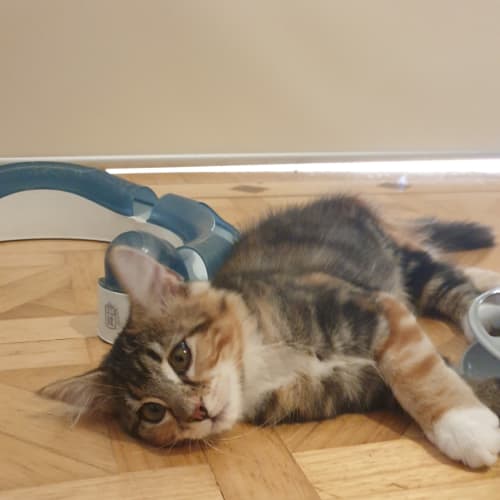 Pip