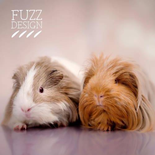 Adelio and Fabio experienced home only