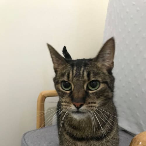 Oliver