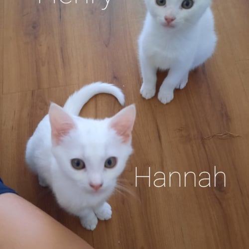 Hannah