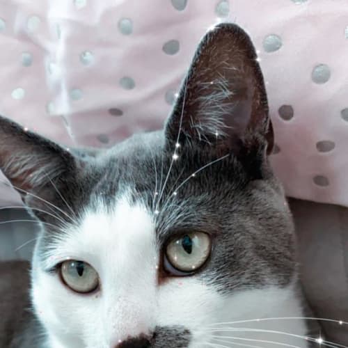 Chappy The Super Smooch