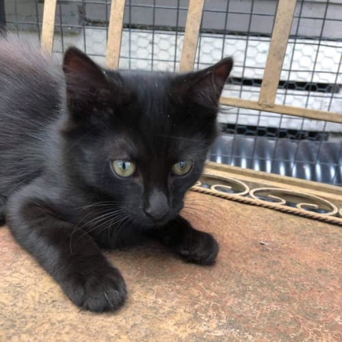 Merlin