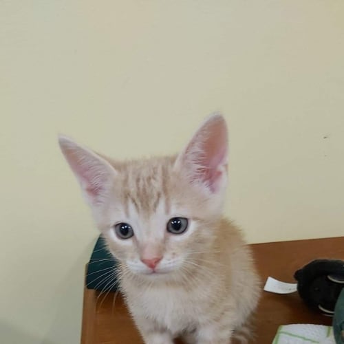 Peaches