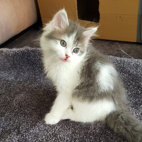 Angel