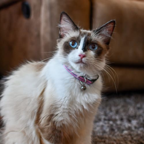 Belle 
