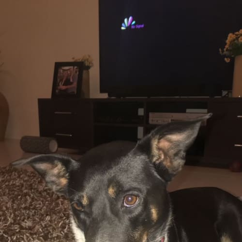 Bella 