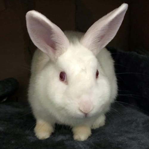 Phyllis - Lop Eared Rabbit