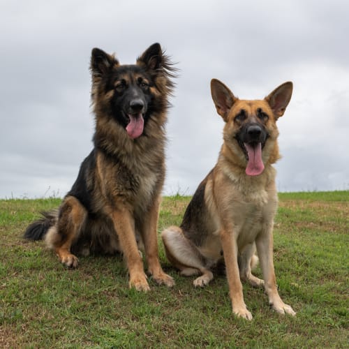 Elvis and Peggy Sue