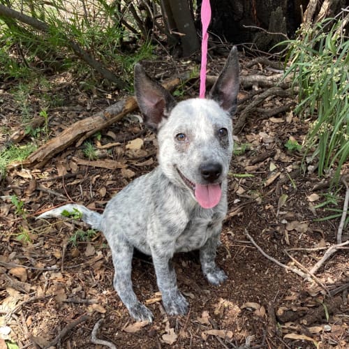 Pepper Special Needs Deaf