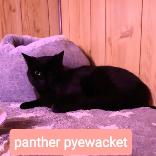 Panther Pye wacket