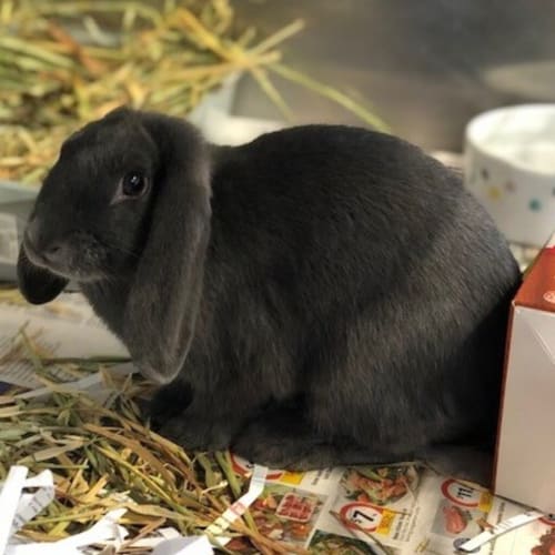 Oprah Bunfrey