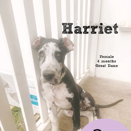 Harriet