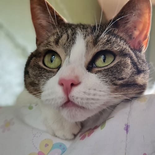 Kitty