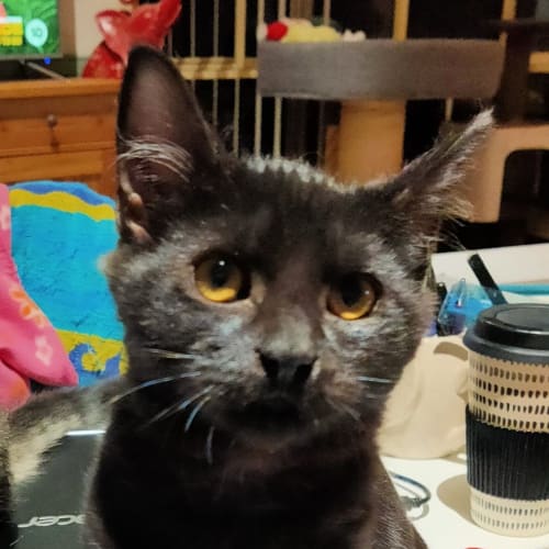 Salem