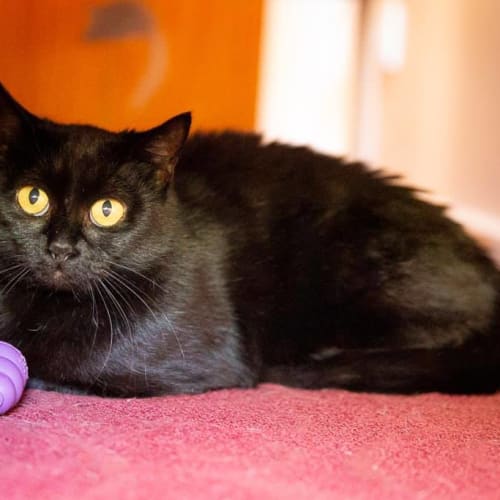  3534 - Miranda - Domestic Short Hair Cat