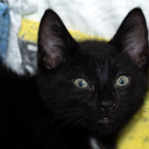 Black Beauty ~ 12 w/o kitten (on trial 20/2/21)
