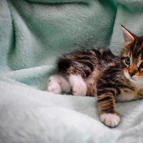 Bodhi ~ 8 w/o kitten (on trial 3/2/21)