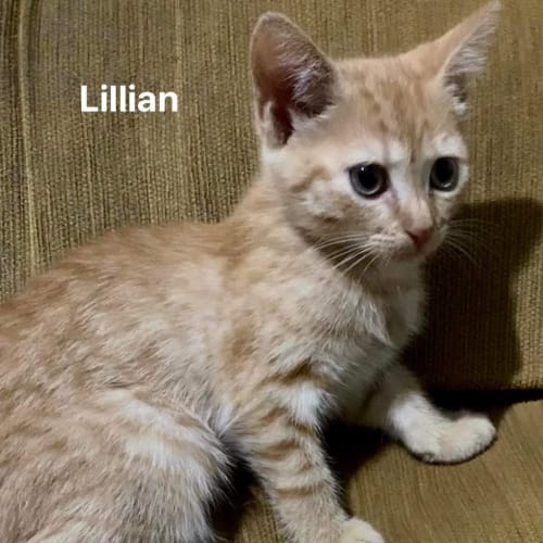 Lillian
