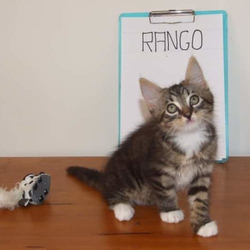 Rango