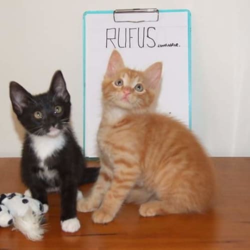 Rufus
