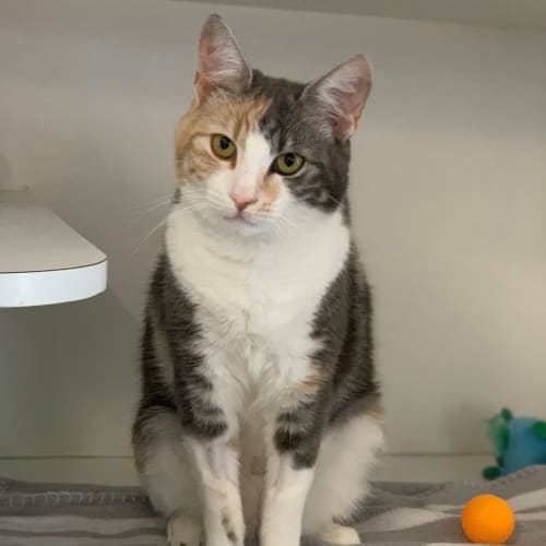 Artemis