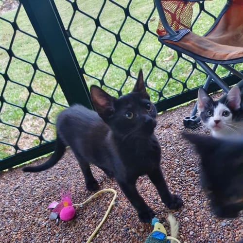 Zira