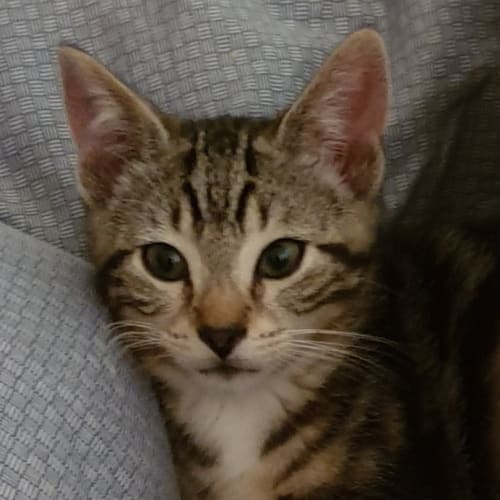 Remy - Located in Preston