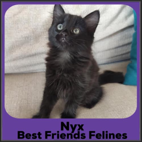 Nyx 