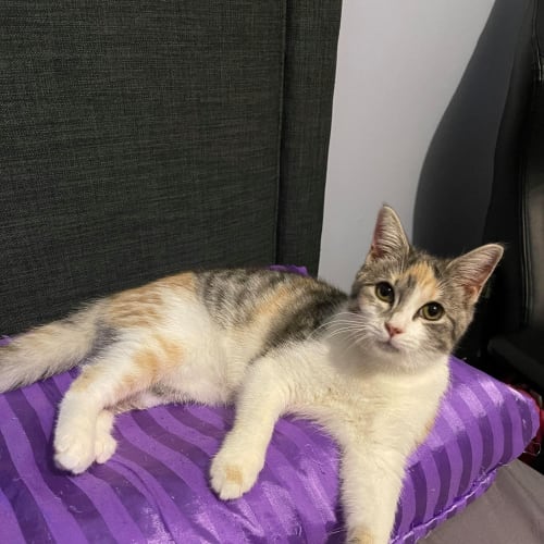 Rini - Meet me at Neko HQ in Preston