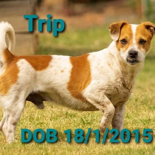 Trip