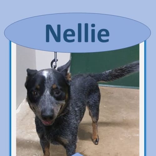Nellie