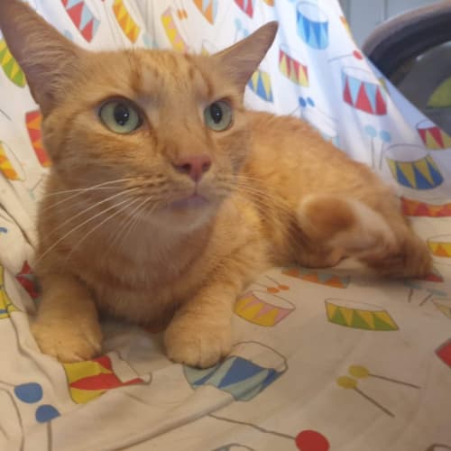 Puss-Puss