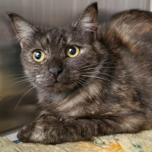 Tiger Lilly (adoption Pending)