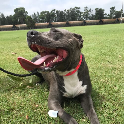 Sapphire~1yr English Staffy(On Trial 19/02/21)