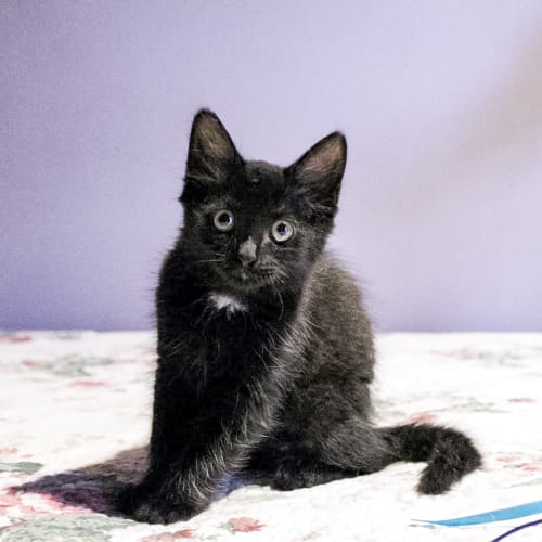 Jiji ~ 5 month old female kitten