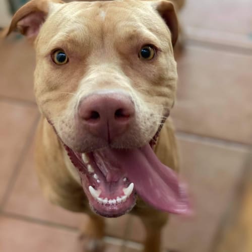 Senna DL2606