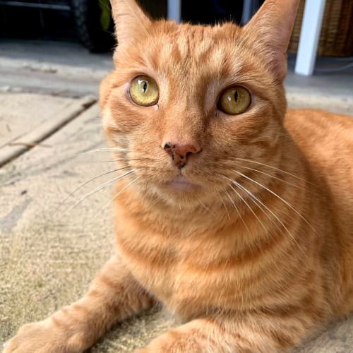 Oscar the Purrmachine