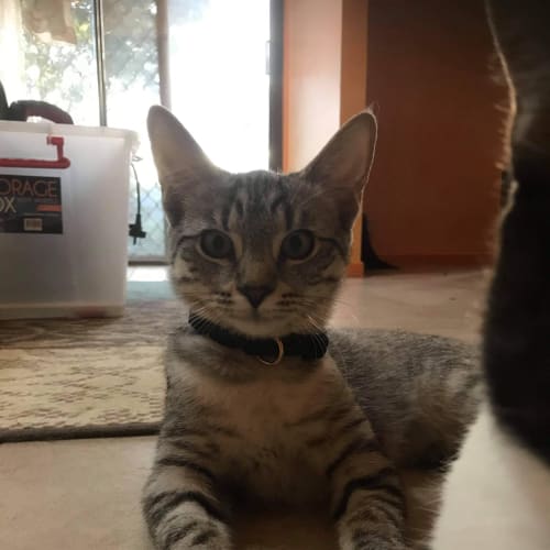Gracie