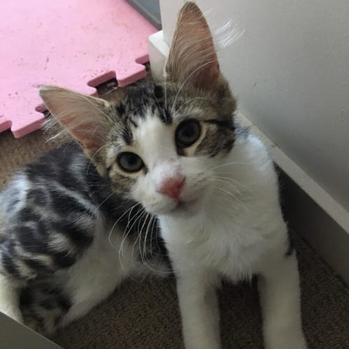 Annie - Located in Mernda
