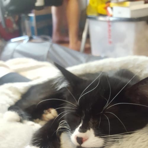 Josie and Chanel - Located in Preston