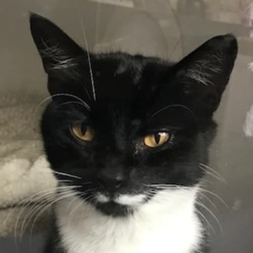 Moggy