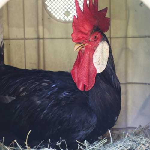 Foghorn Leghorn