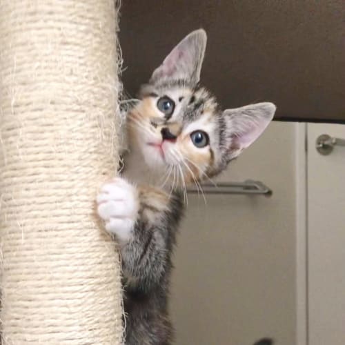 Maeve 